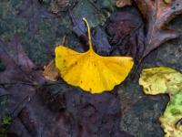 Gelbes Gingko Blatt auf nassem Boden - Furnas - São Miguel